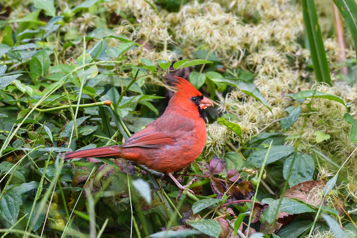 ショウジョウコウカンチョウ - ML624567654