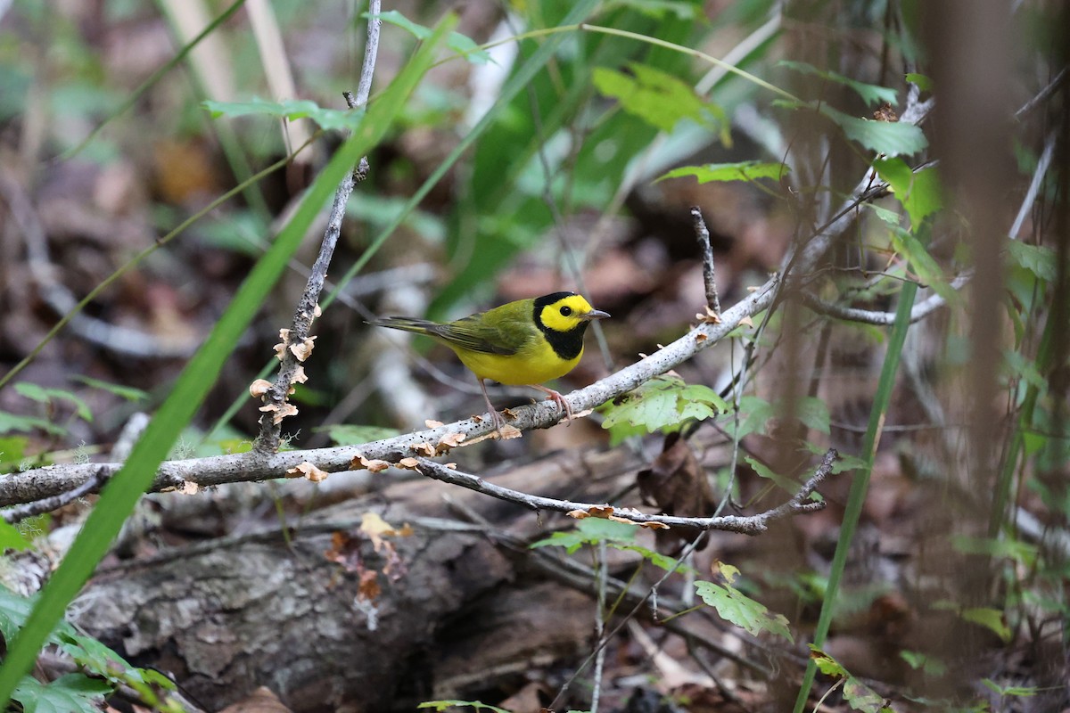 Hooded Warbler - Scott Robinson