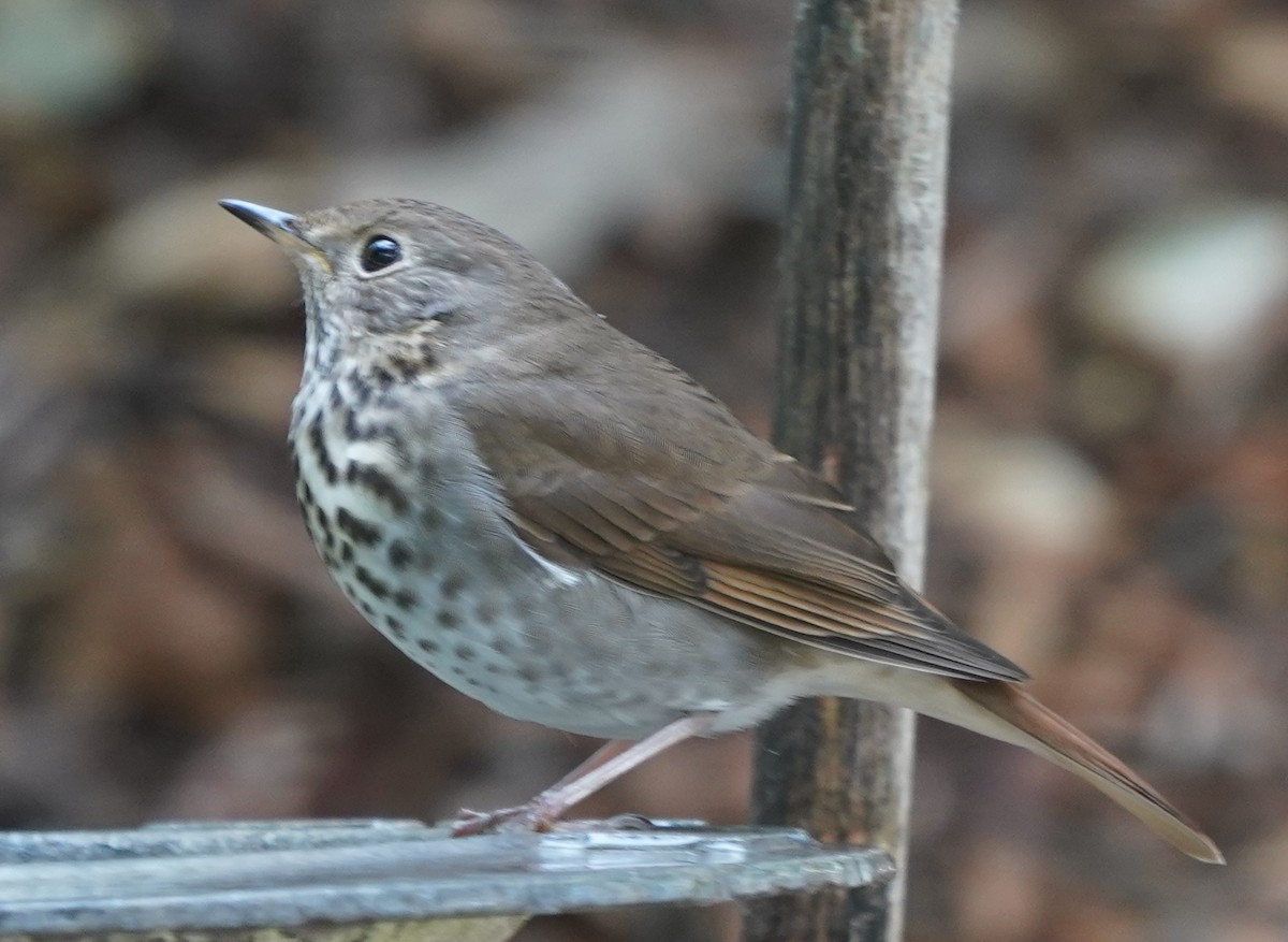 Hermit Thrush - Jim/Cathy Aichele/Nichols