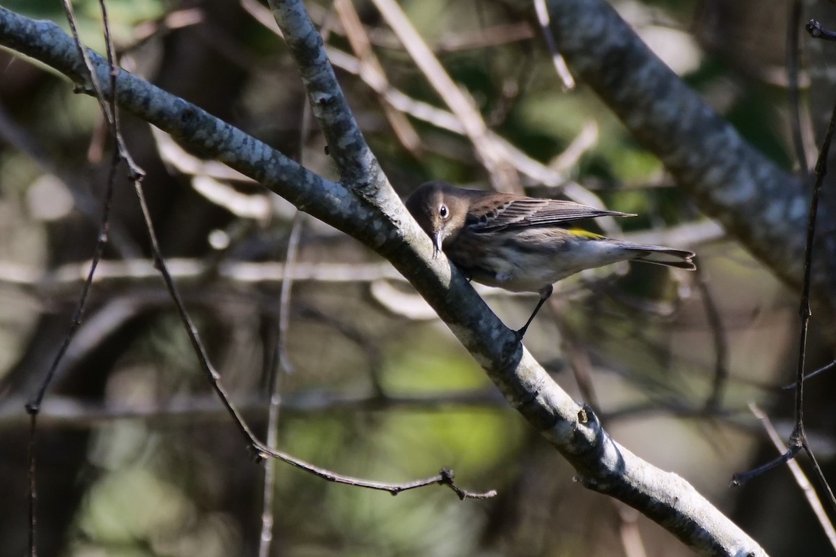 キヅタアメリカムシクイ（coronata） - ML624567672