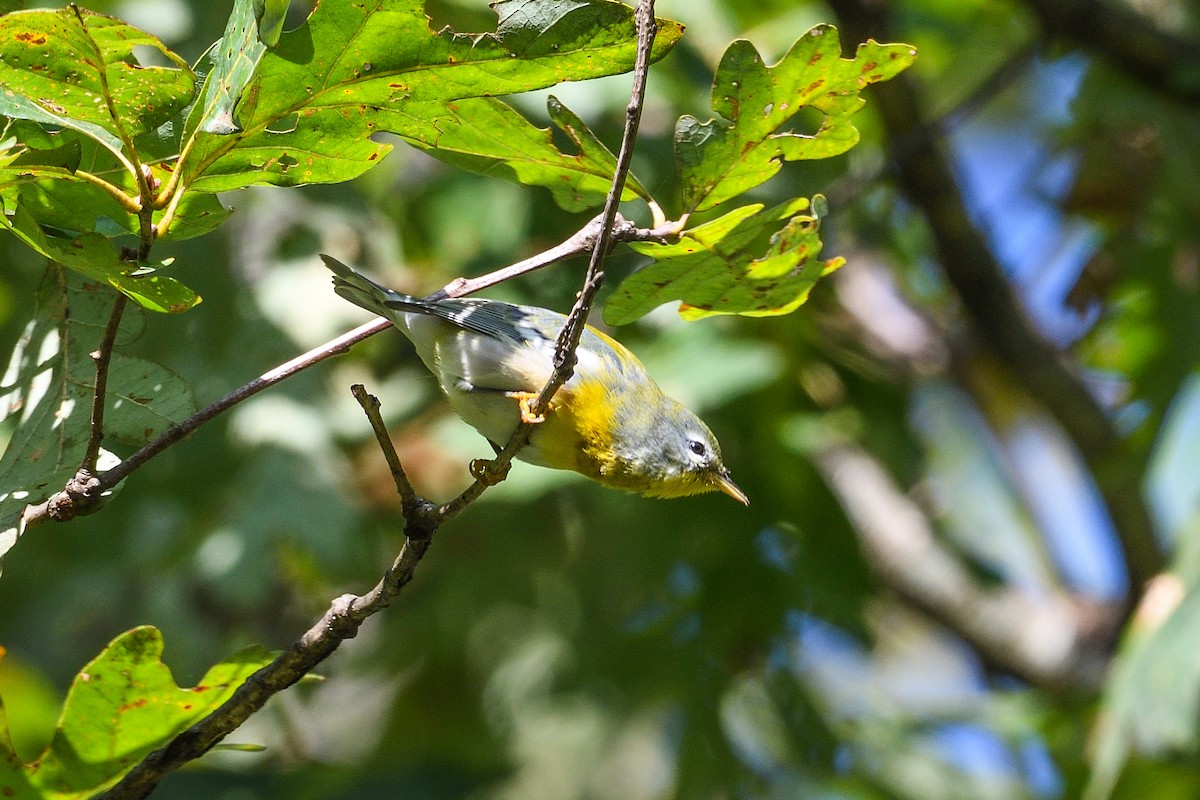 Northern Parula - Beth and Dan Fedorko