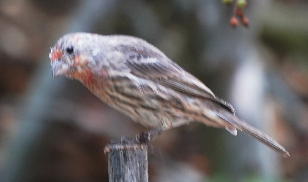 House Finch - Jim/Cathy Aichele/Nichols