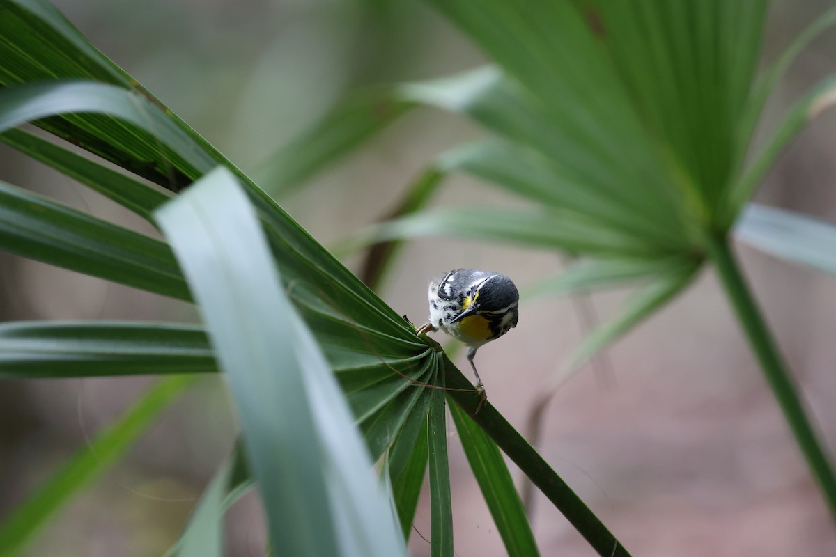 Yellow-throated Warbler - Scott Robinson