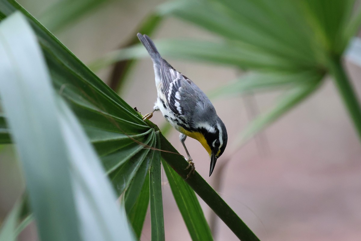 Yellow-throated Warbler - ML624567723