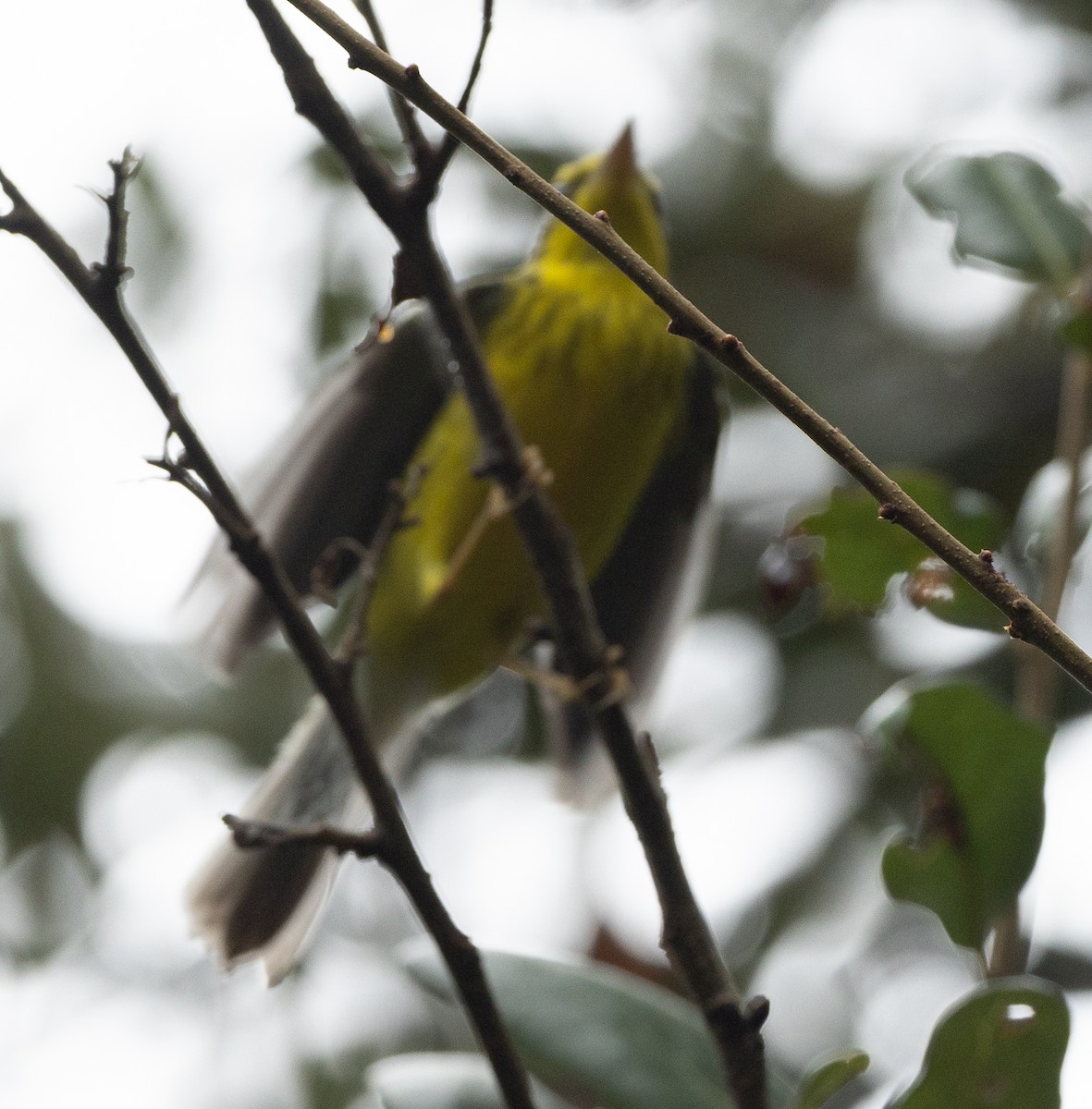 Canada Warbler - Gregory Hamlin