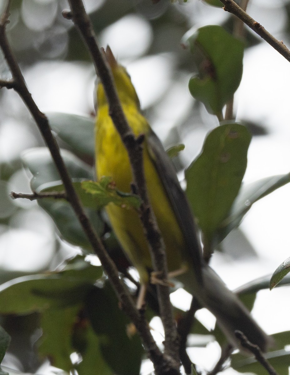 Canada Warbler - ML624567730