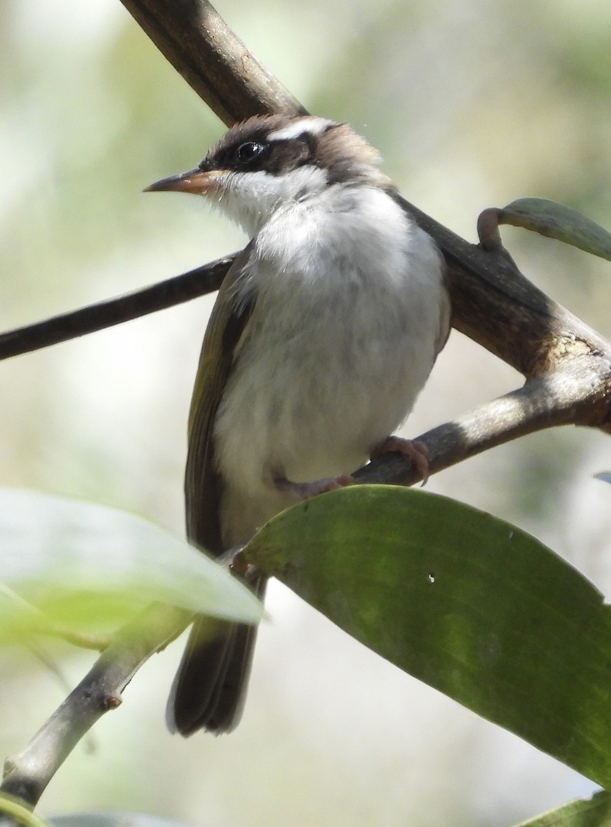 White-throated Honeyeater - ML624567732