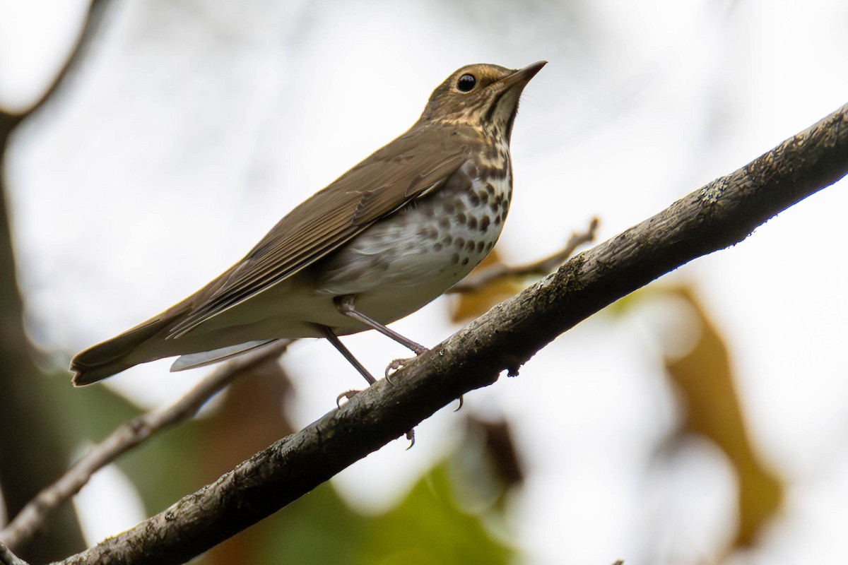 Swainson's Thrush - ML624567733