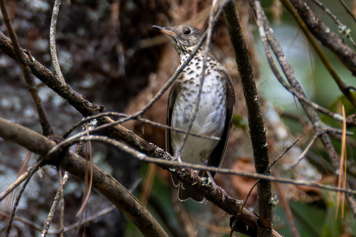 Gray-cheeked Thrush - ML624567734