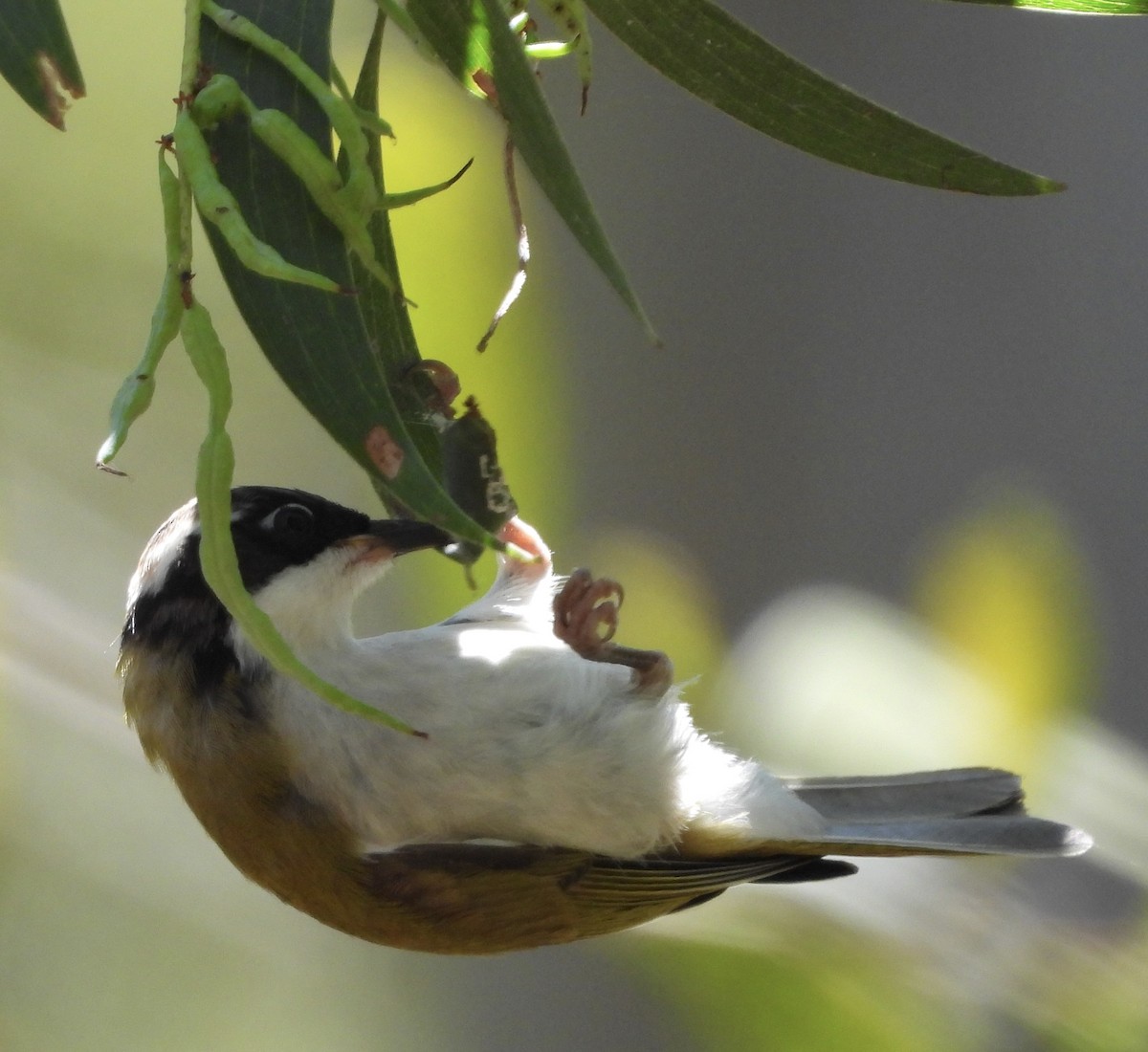 White-throated Honeyeater - ML624567735