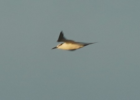 Sandwich Tern - ML624567736