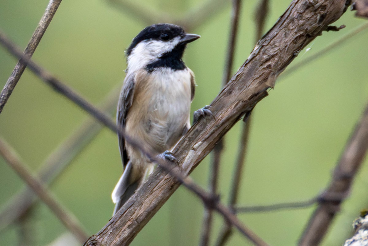 Carolina Chickadee - ML624567737