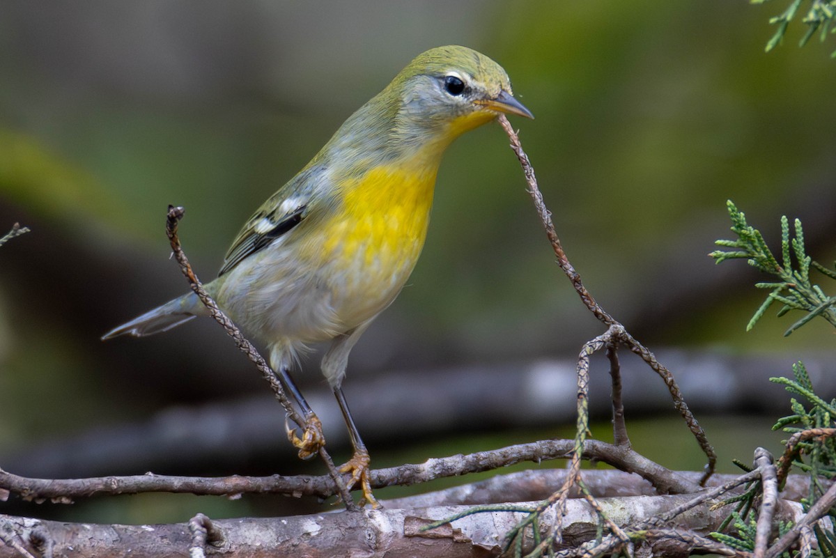 Northern Parula - ML624567738