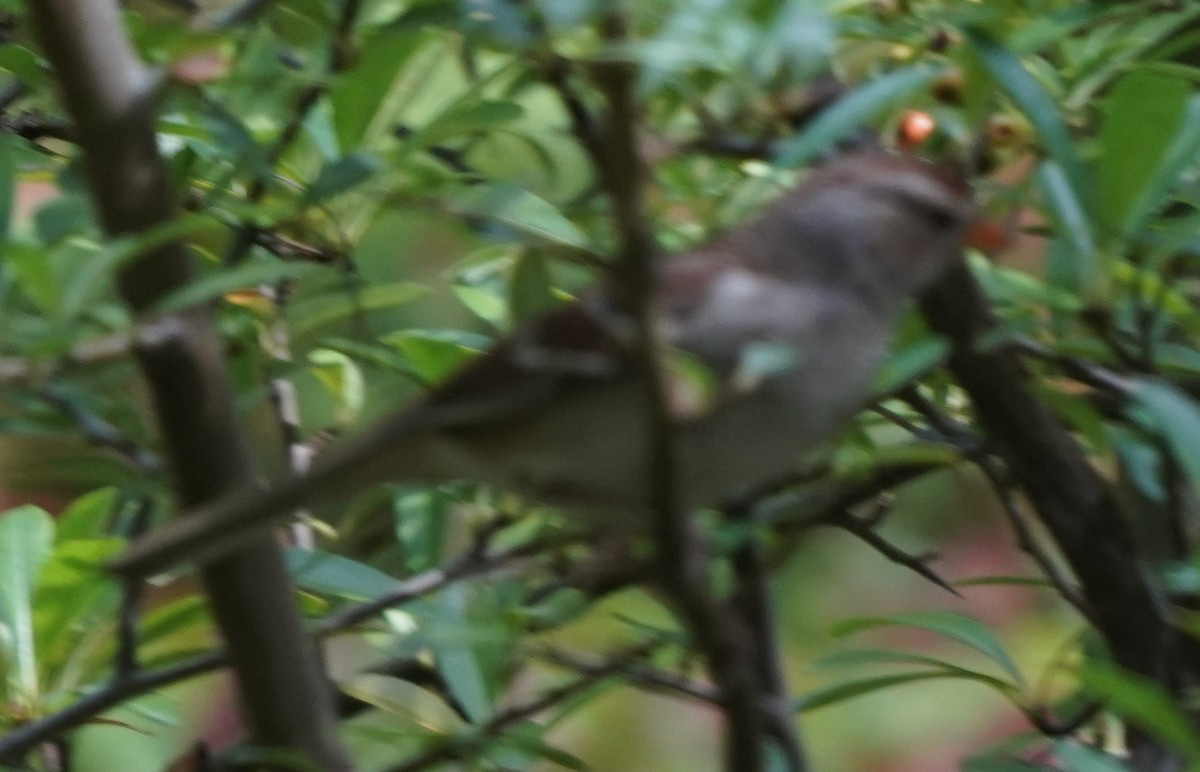 White-crowned Sparrow - Jim/Cathy Aichele/Nichols