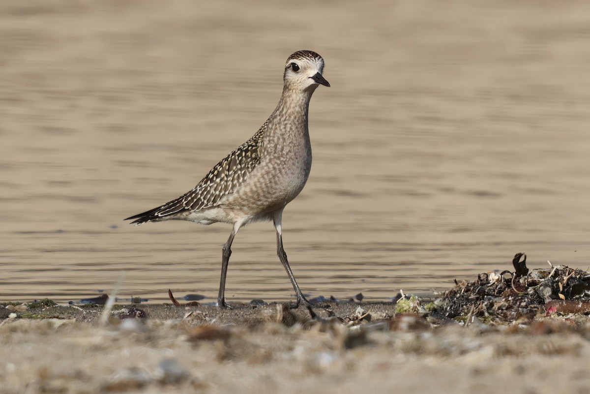 American Golden-Plover - ML624567740