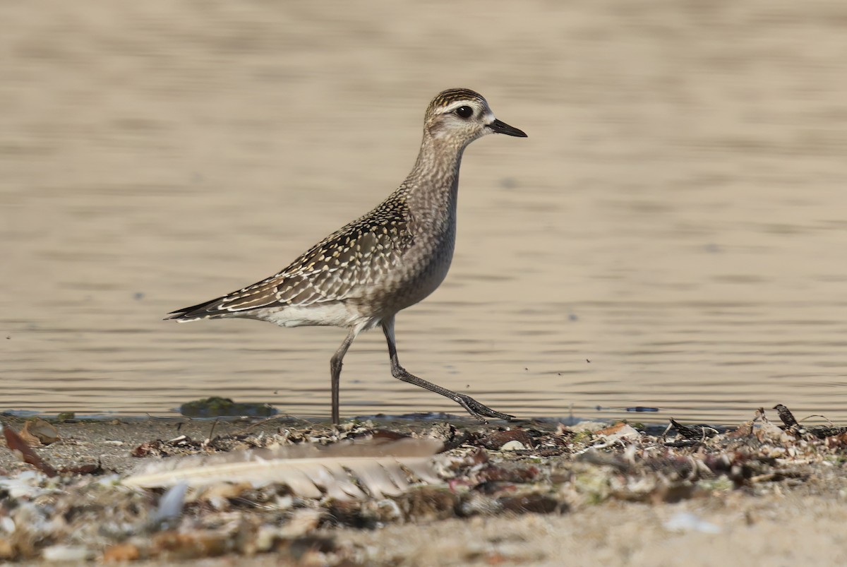 American Golden-Plover - ML624567741