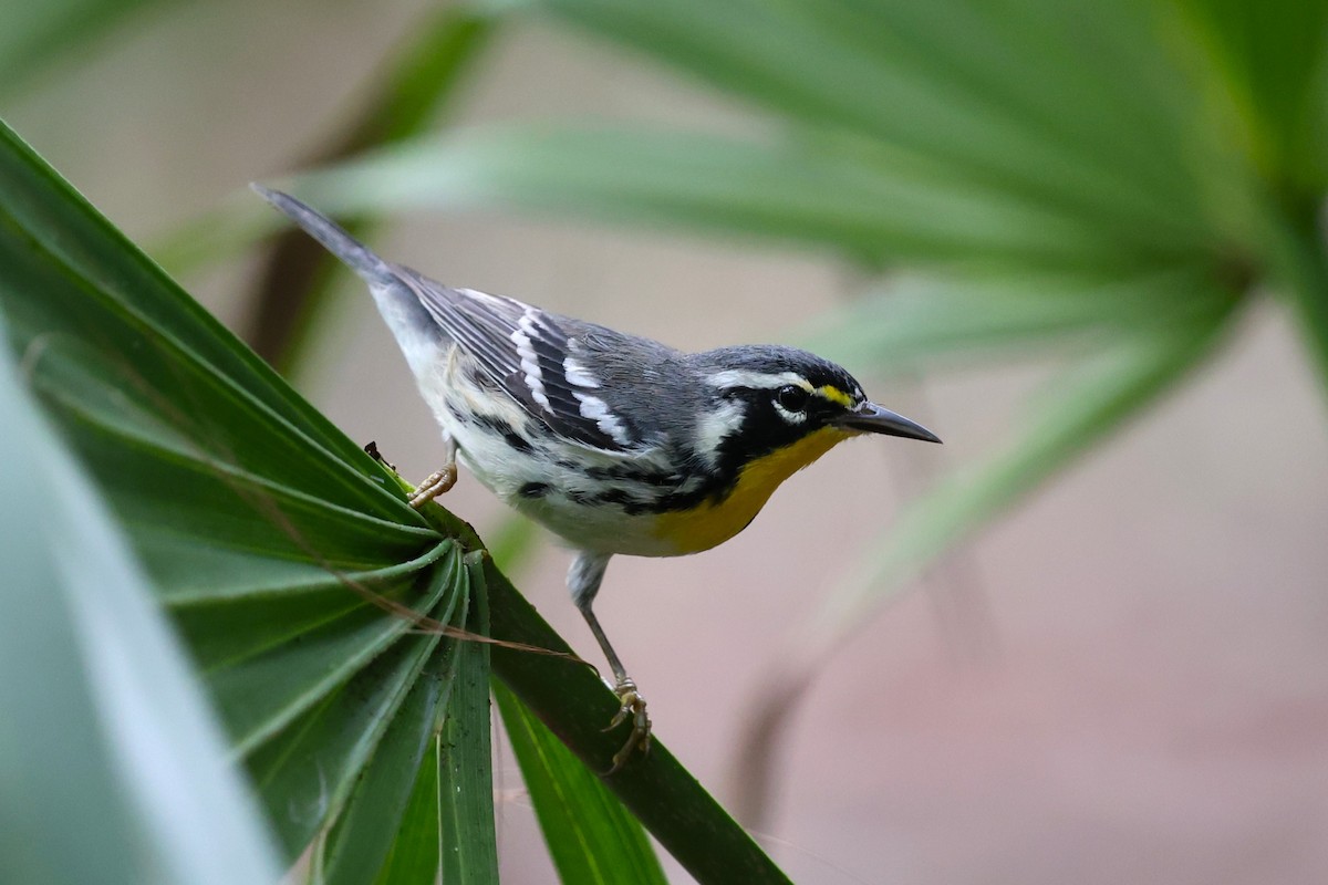 Yellow-throated Warbler - ML624567742