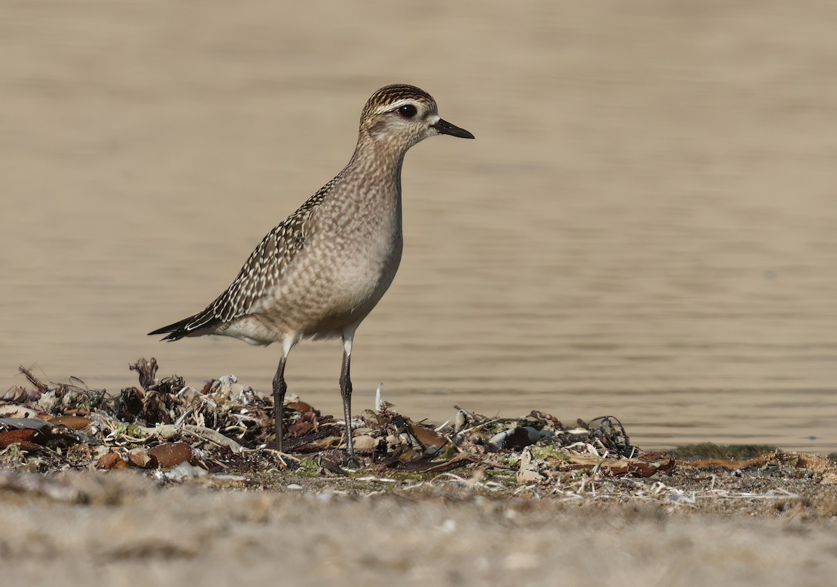 American Golden-Plover - ML624567743