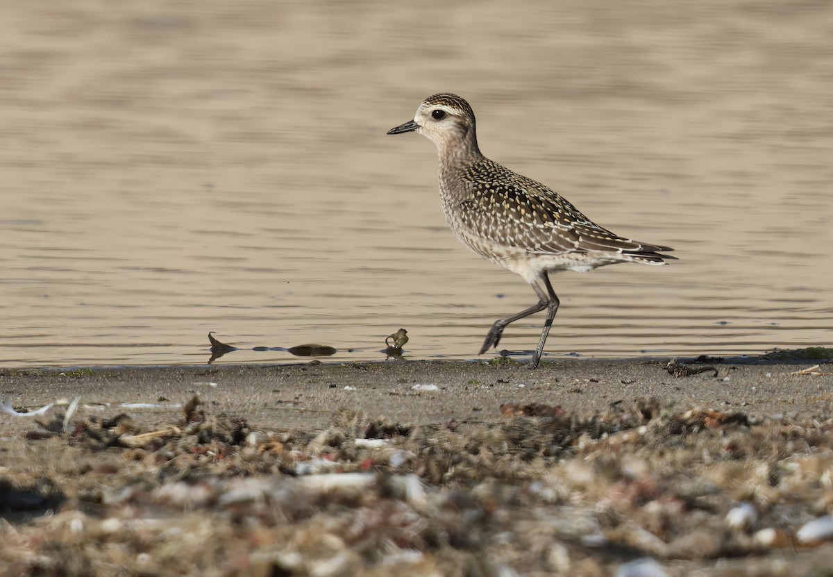 American Golden-Plover - ML624567744