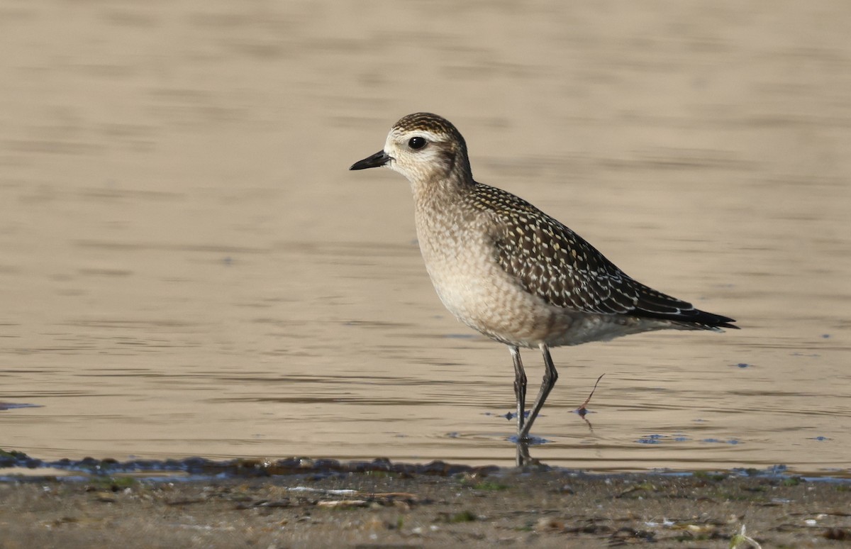 American Golden-Plover - ML624567745