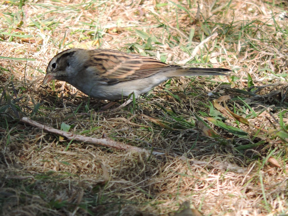 Chipping Sparrow - ML624567746