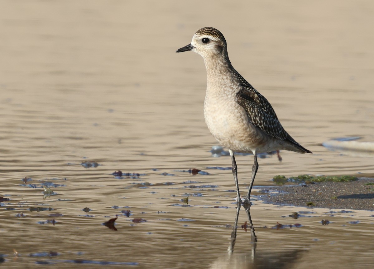 American Golden-Plover - ML624567747