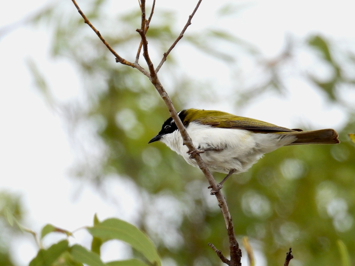 White-throated Honeyeater - ML624567748