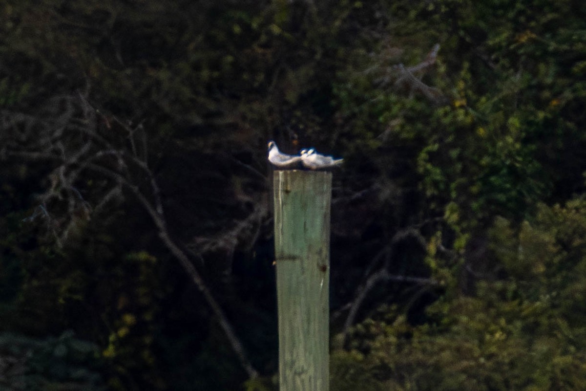 Forster's Tern - ML624567749