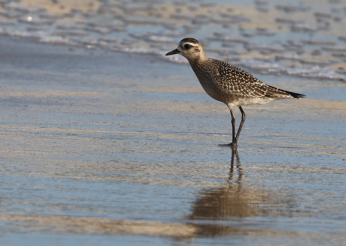 American Golden-Plover - ML624567750