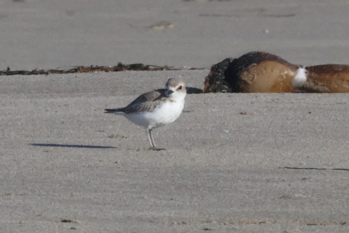 Snowy Plover - ML624567751