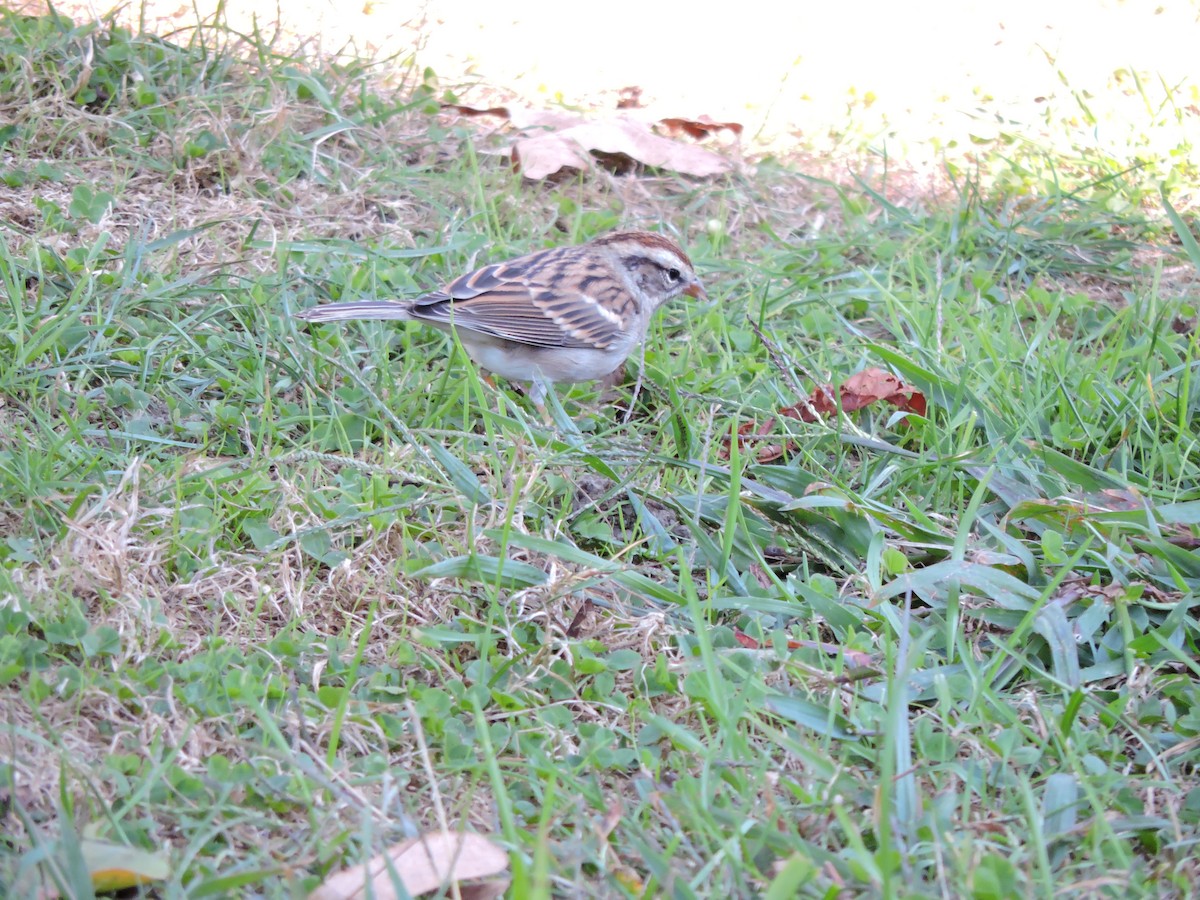 Chipping Sparrow - ML624567752