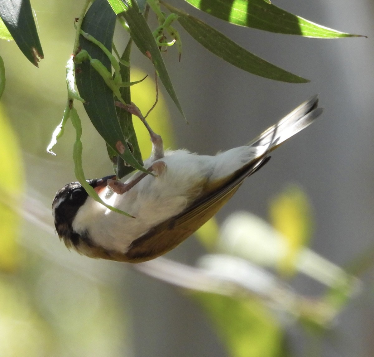 White-throated Honeyeater - ML624567753