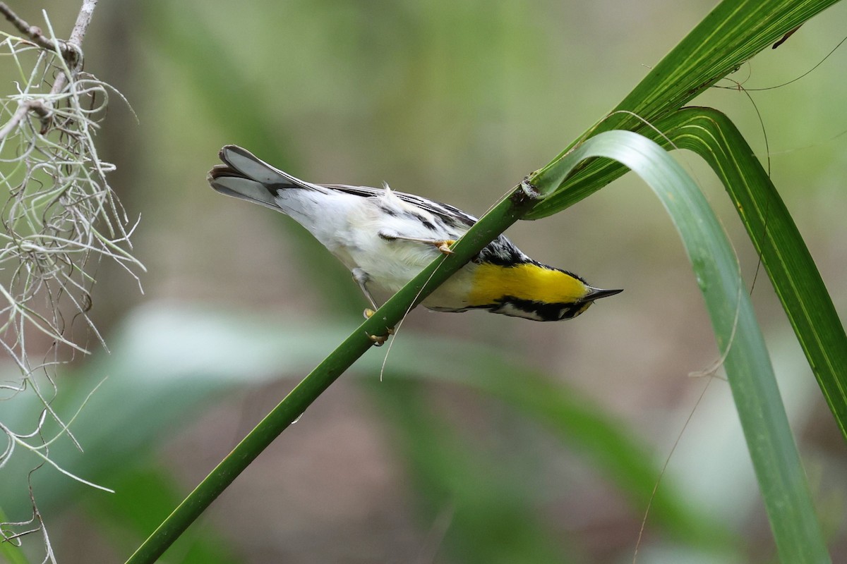 Yellow-throated Warbler - ML624567754