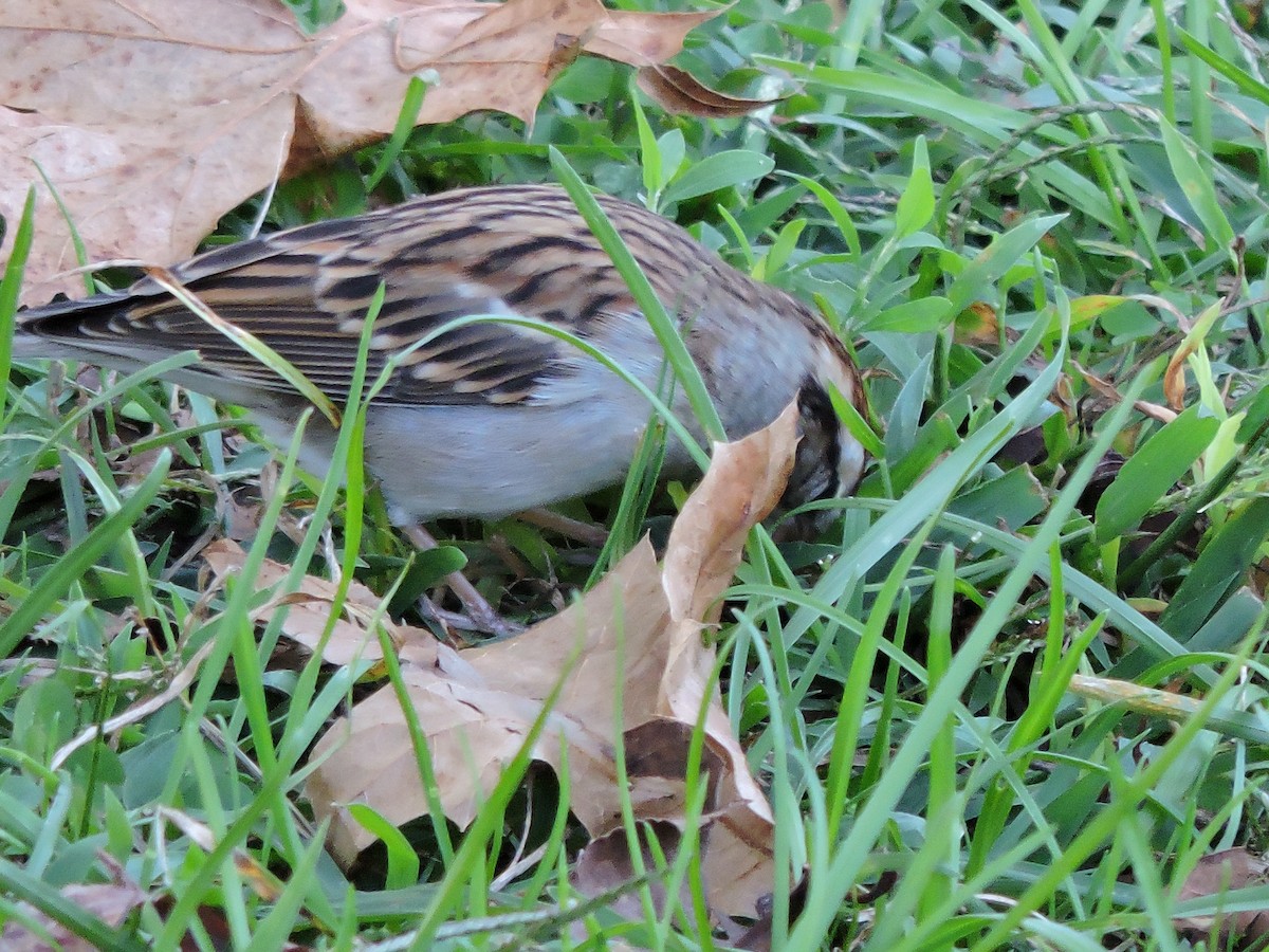 Chipping Sparrow - ML624567755