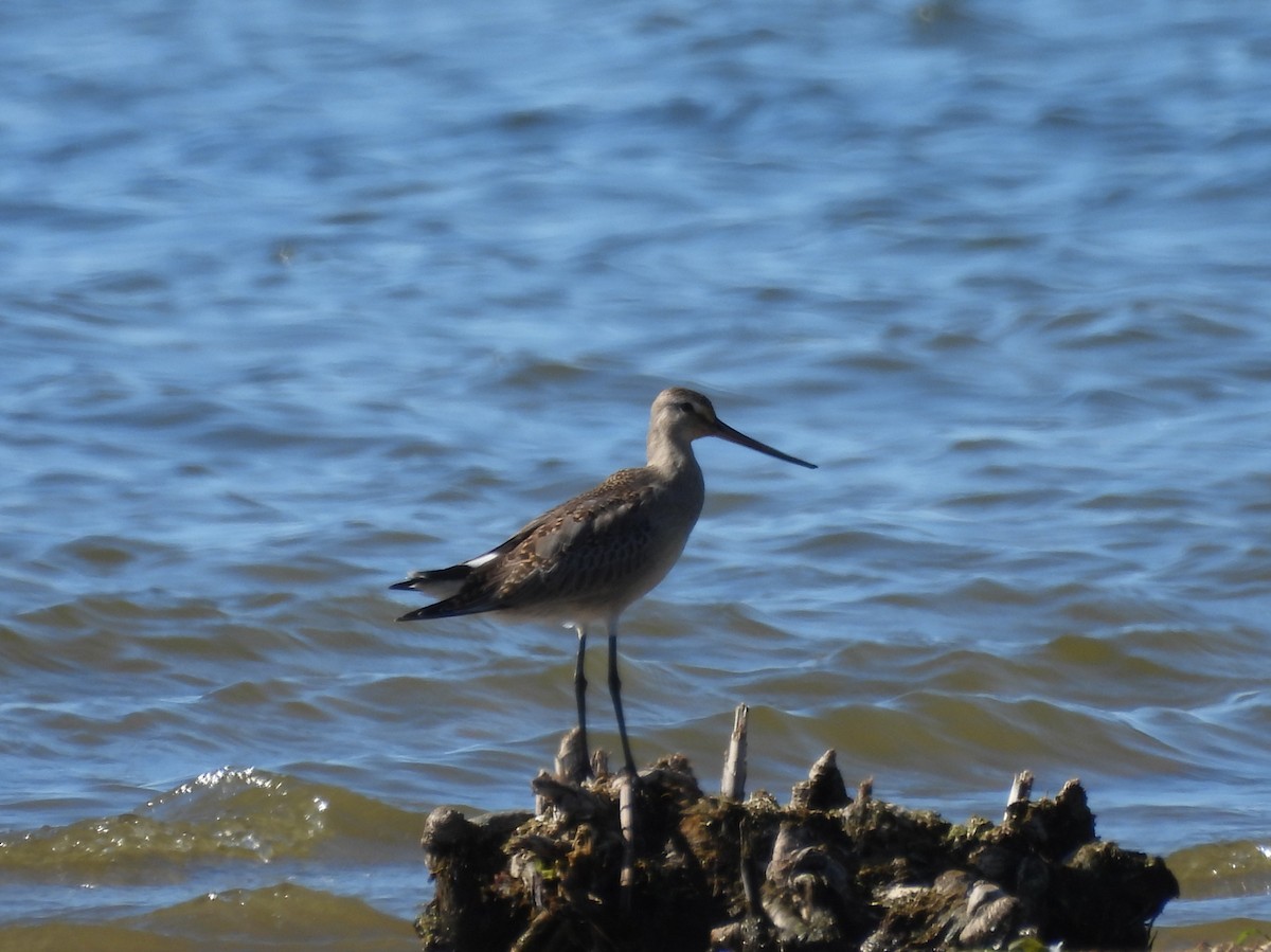 Hudsonian Godwit - George Ford