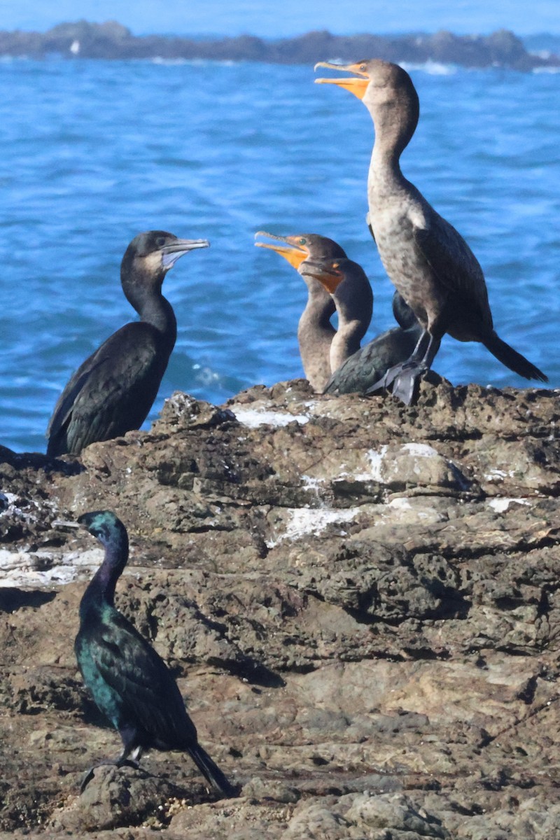 Double-crested Cormorant - ML624567786