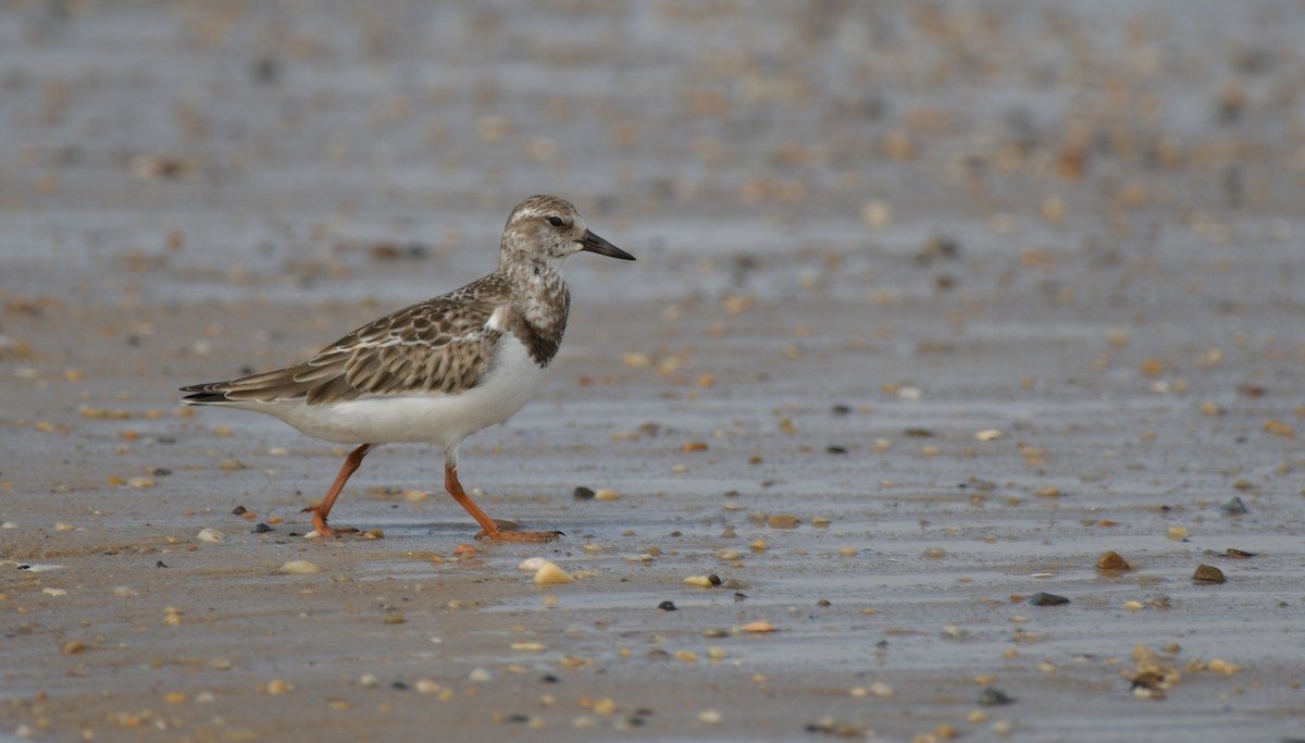 Ruddy Turnstone - ML624567843