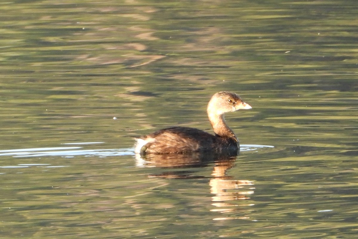 Pied-billed Grebe - ML624567862