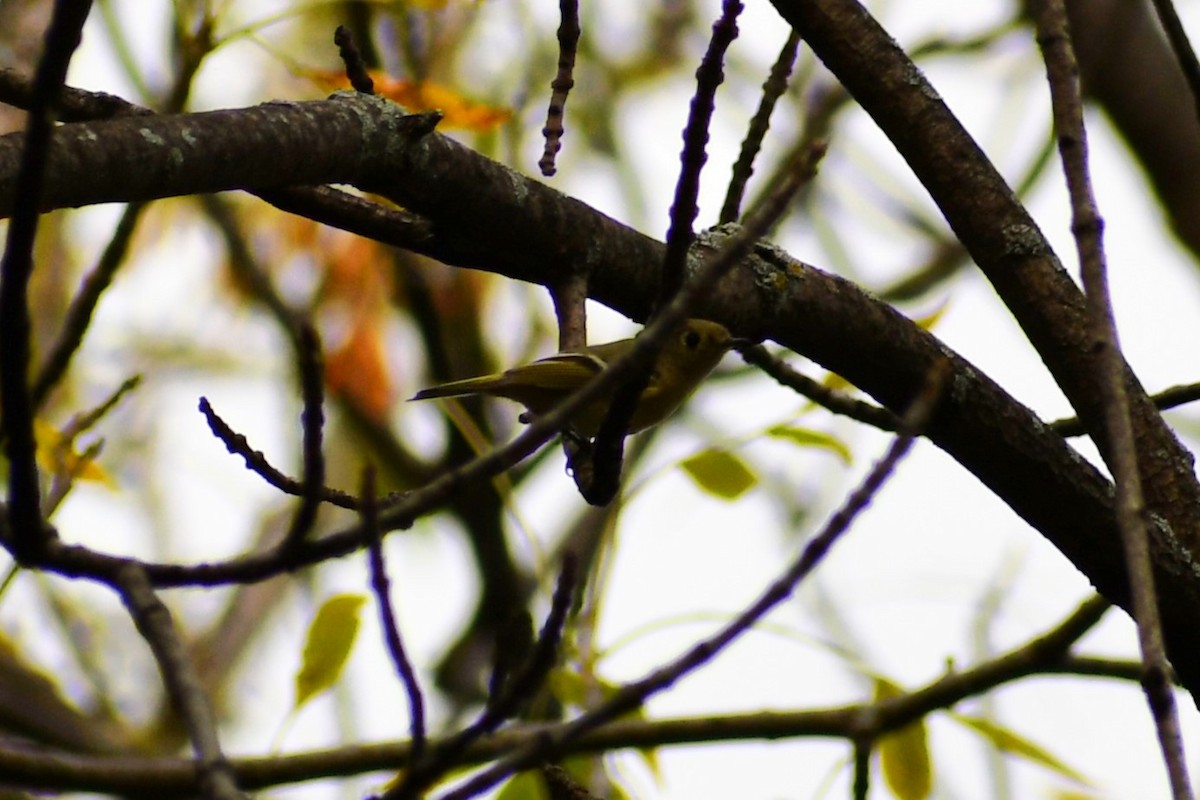 Ruby-crowned Kinglet - ML624567964