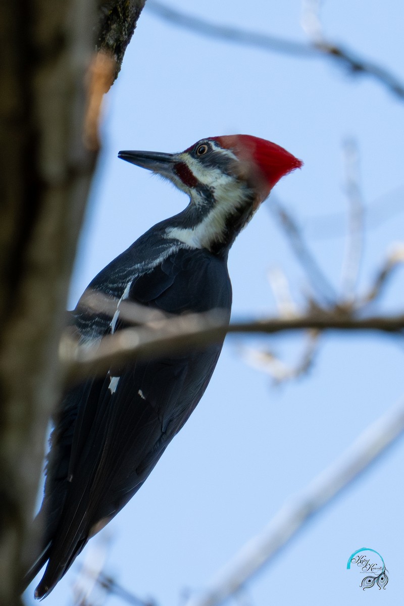 Pileated Woodpecker - ML624568079