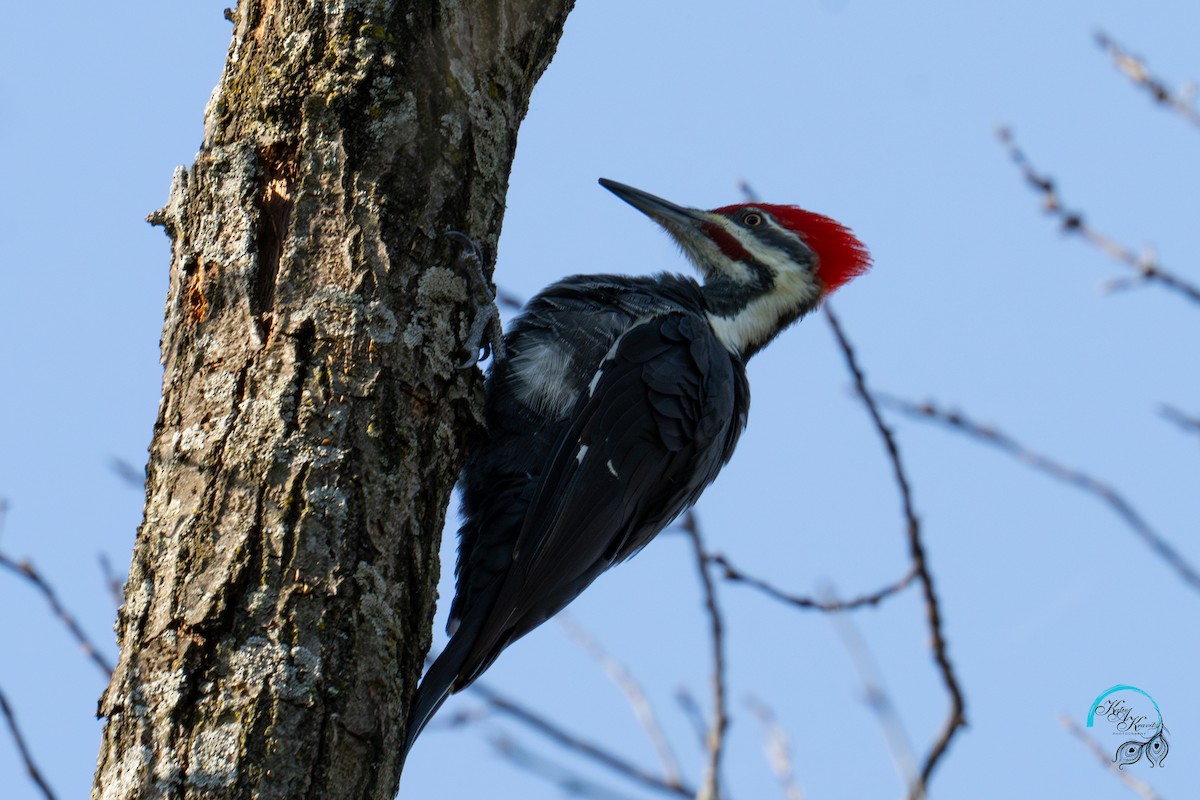 Pileated Woodpecker - ML624568080