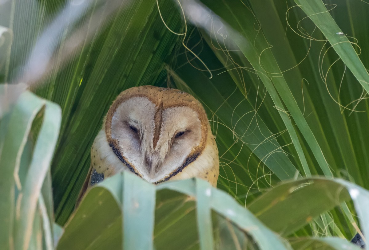 Barn Owl - ML624568134