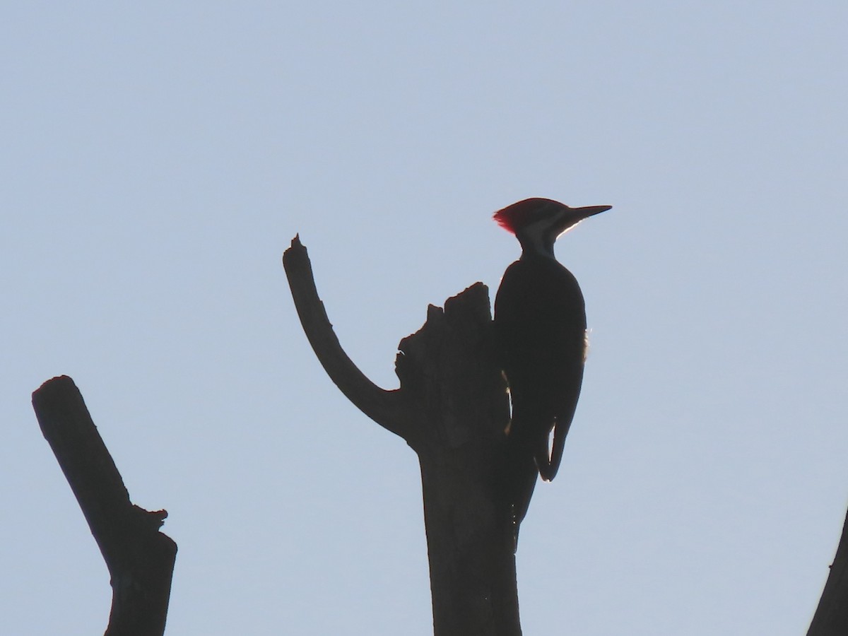 Pileated Woodpecker - ML624568144