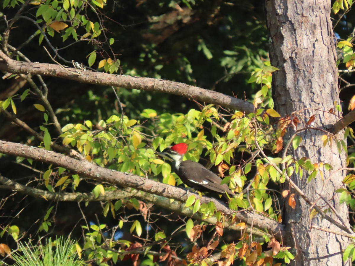 Pileated Woodpecker - ML624568145