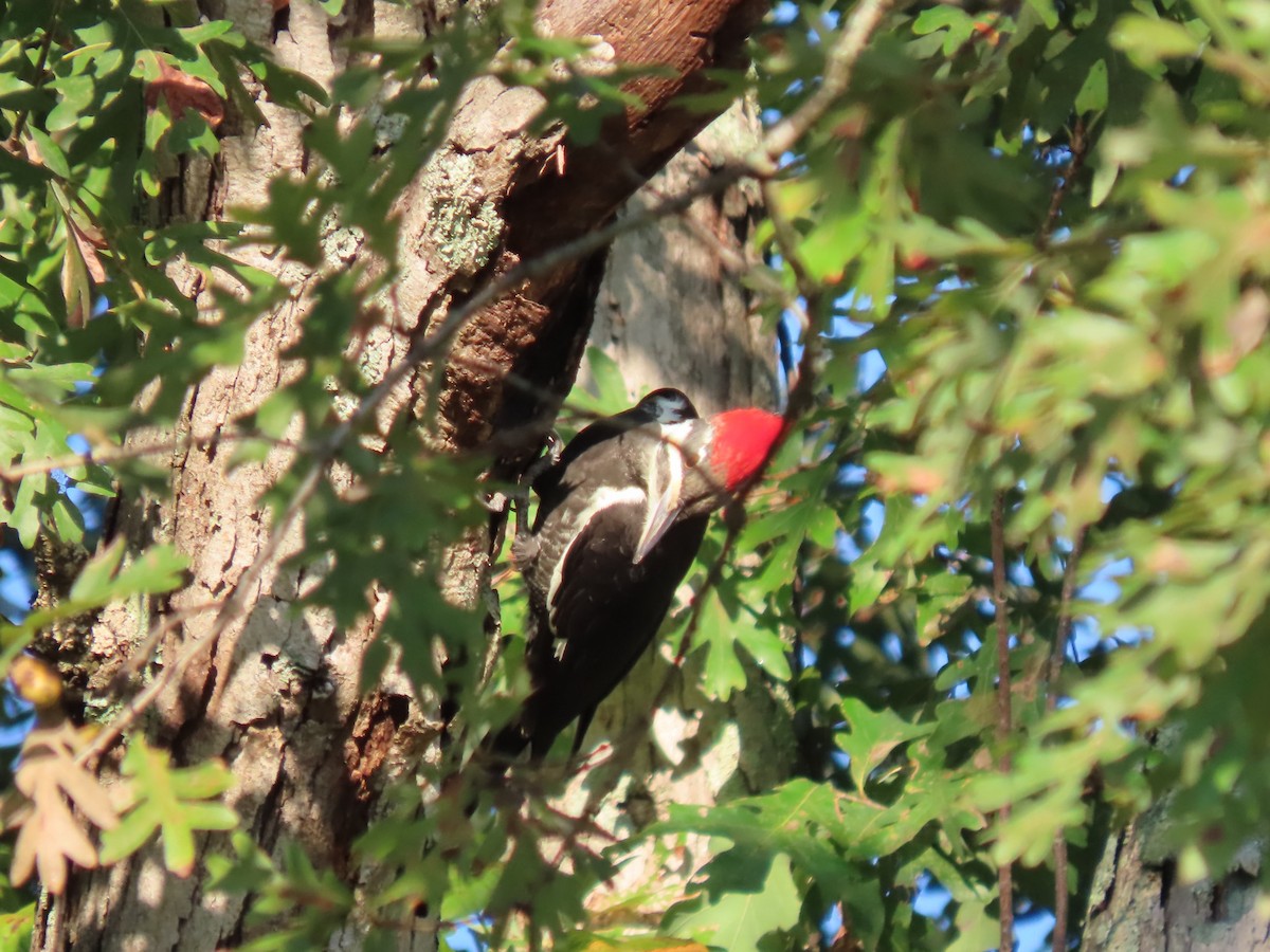 Pileated Woodpecker - ML624568146