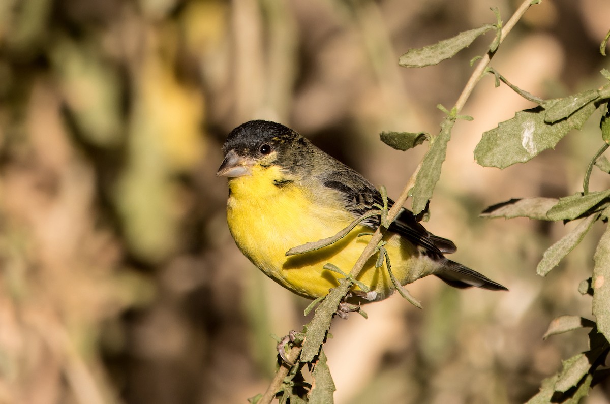 Lesser Goldfinch - ML624568193