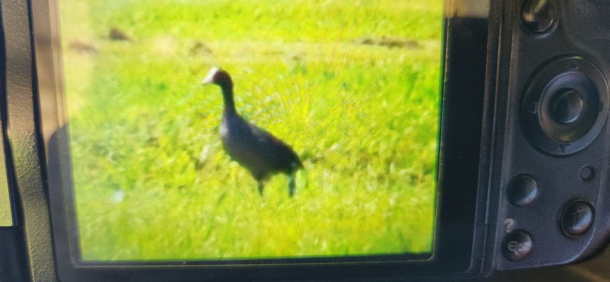 Hawaiian Coot - ML624568194