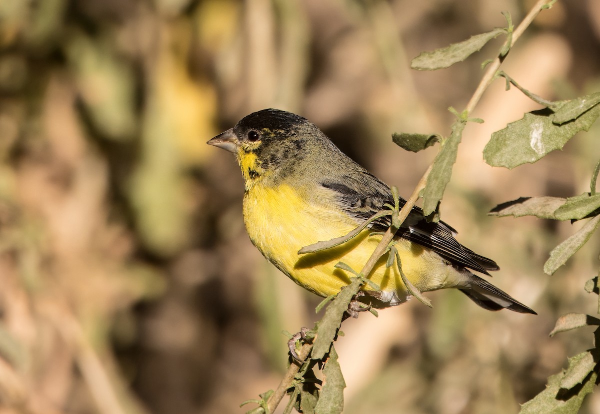 Lesser Goldfinch - ML624568195