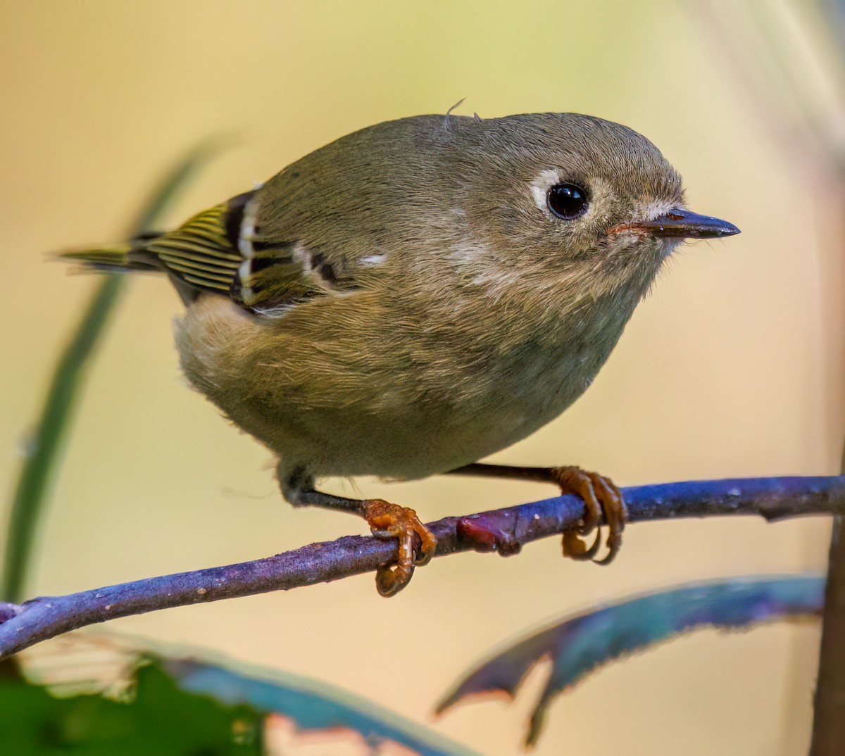 Ruby-crowned Kinglet - ML624568196