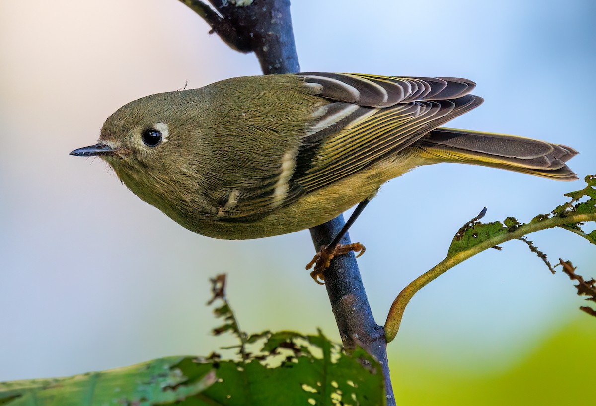 Ruby-crowned Kinglet - ML624568197